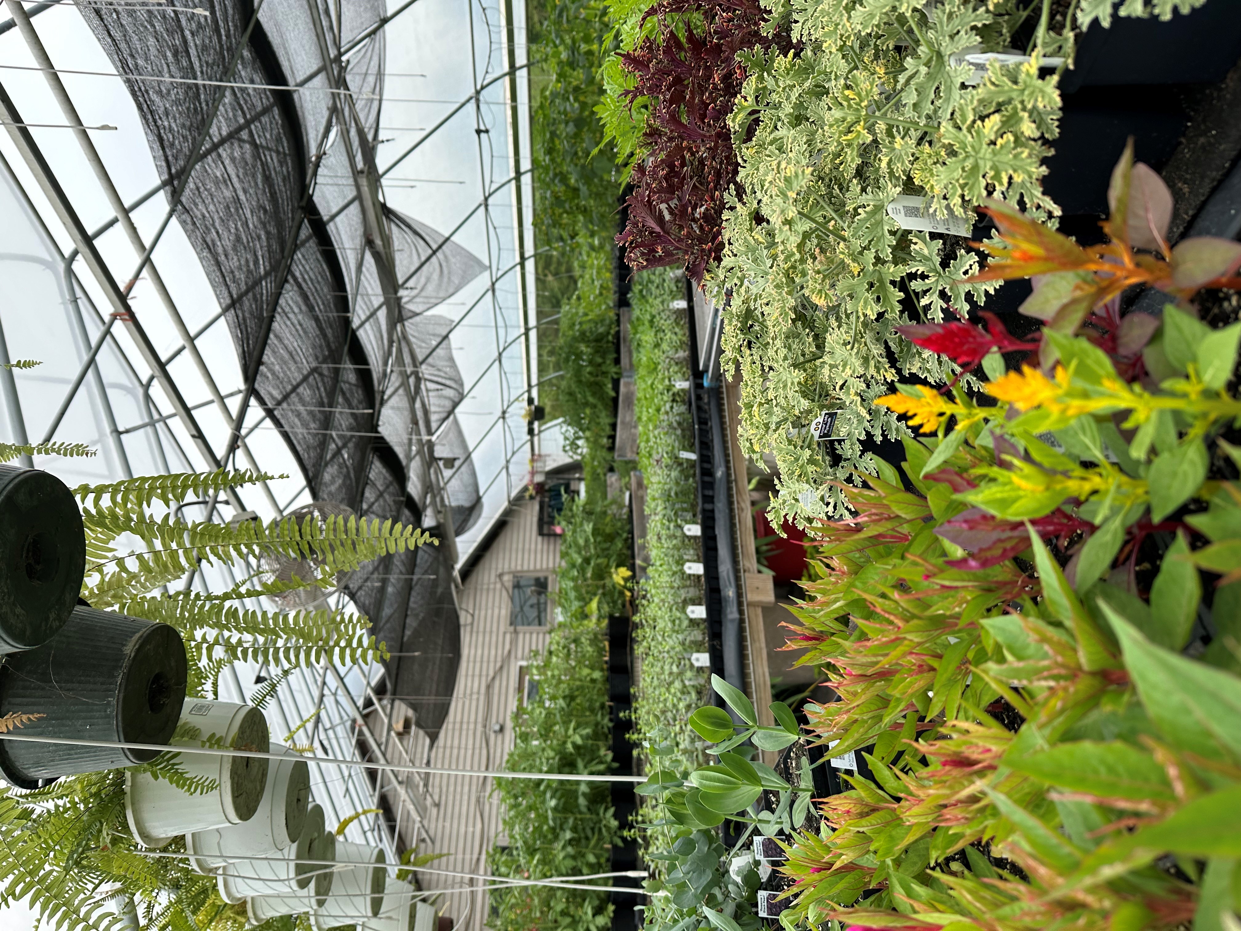 A vibrant greenhouse filled with rows of colorful plants and flowers, including red, yellow, and green foliage in black plastic trays. Hanging ferns in white and green pots dangle from above. Sunlight filters through the clear greenhouse roof and black shade cloth, illuminating the lush greenery.