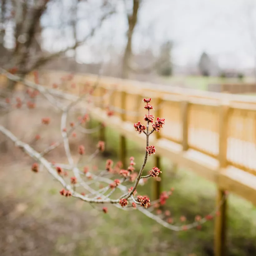 A Bridge and Tree Branch